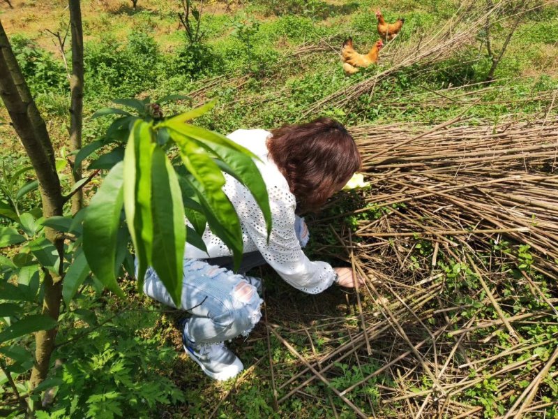 蛋类