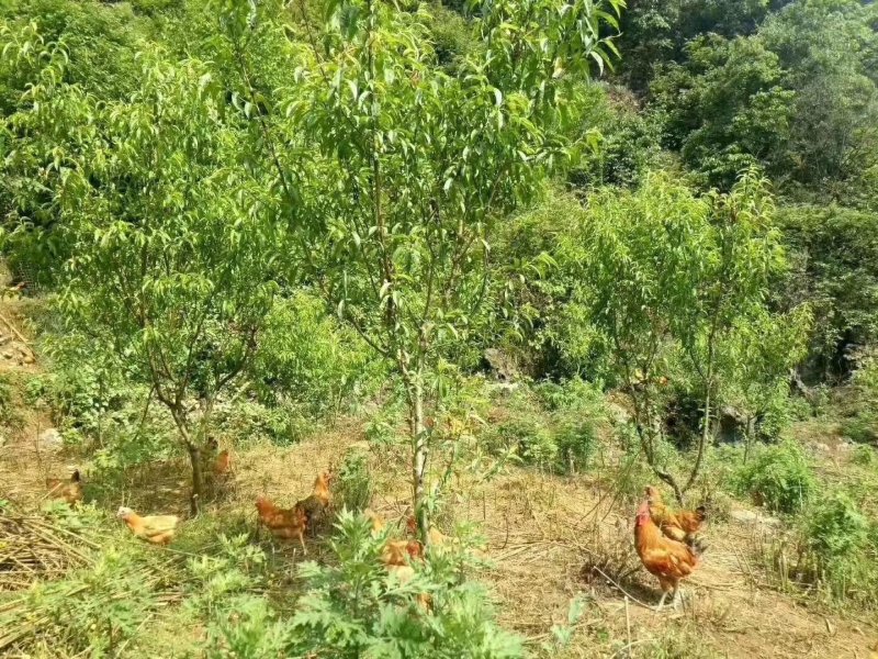 蛋类