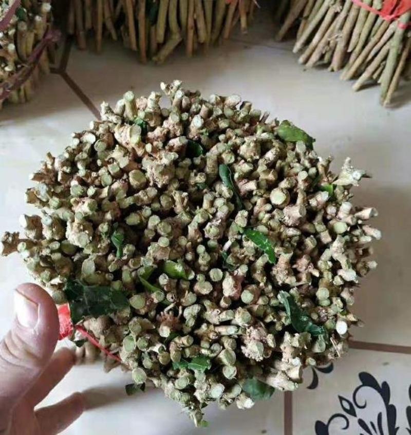 广西产地直发茉莉花枝条，现货现货现货