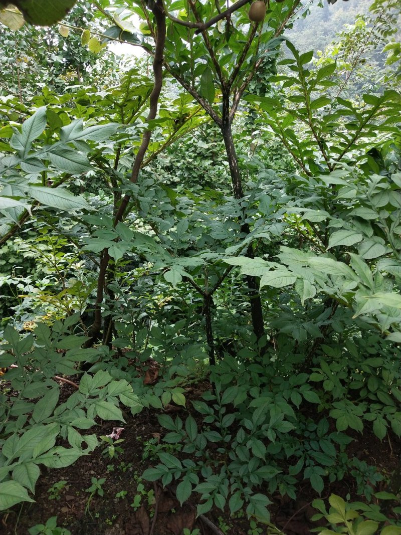 魔芋，小魔芋峨眉山市好魔芋