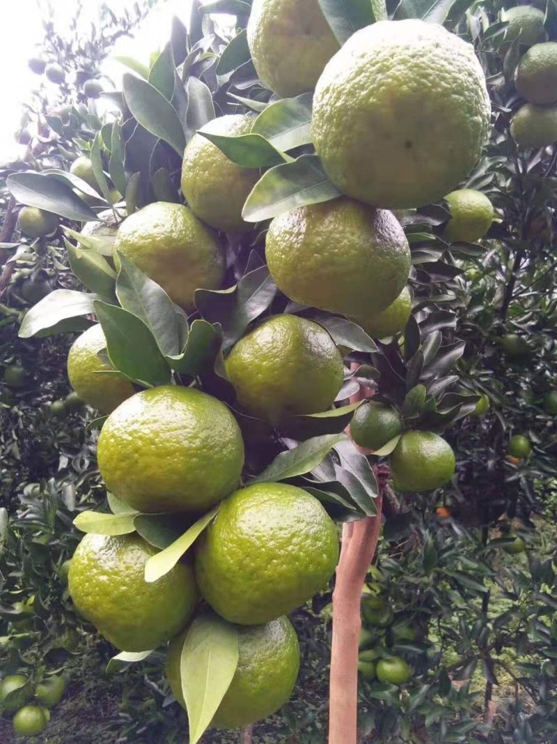 碰柑大量供应碰柑椪柑