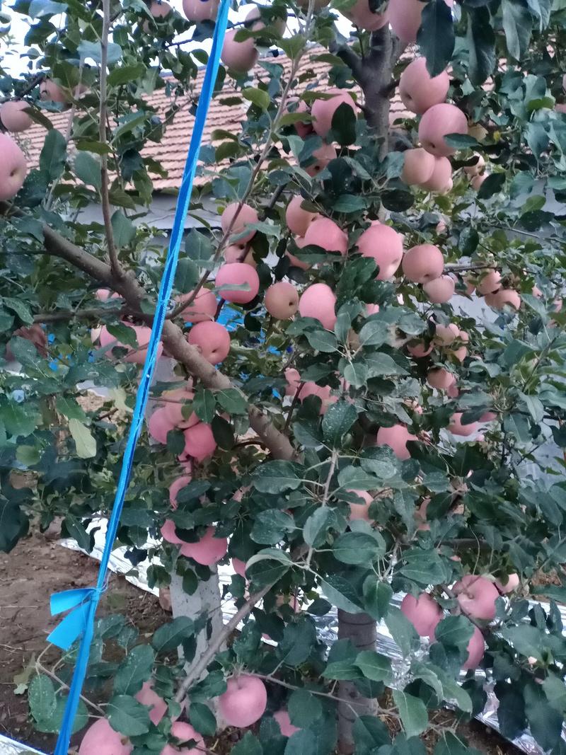 【精选】苹果红富士苹果山东苹果产地直销价优保质保量