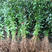 樟树小苗樟树种苗，根系发达，批发，量大价优