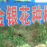 大量出售金银花苗