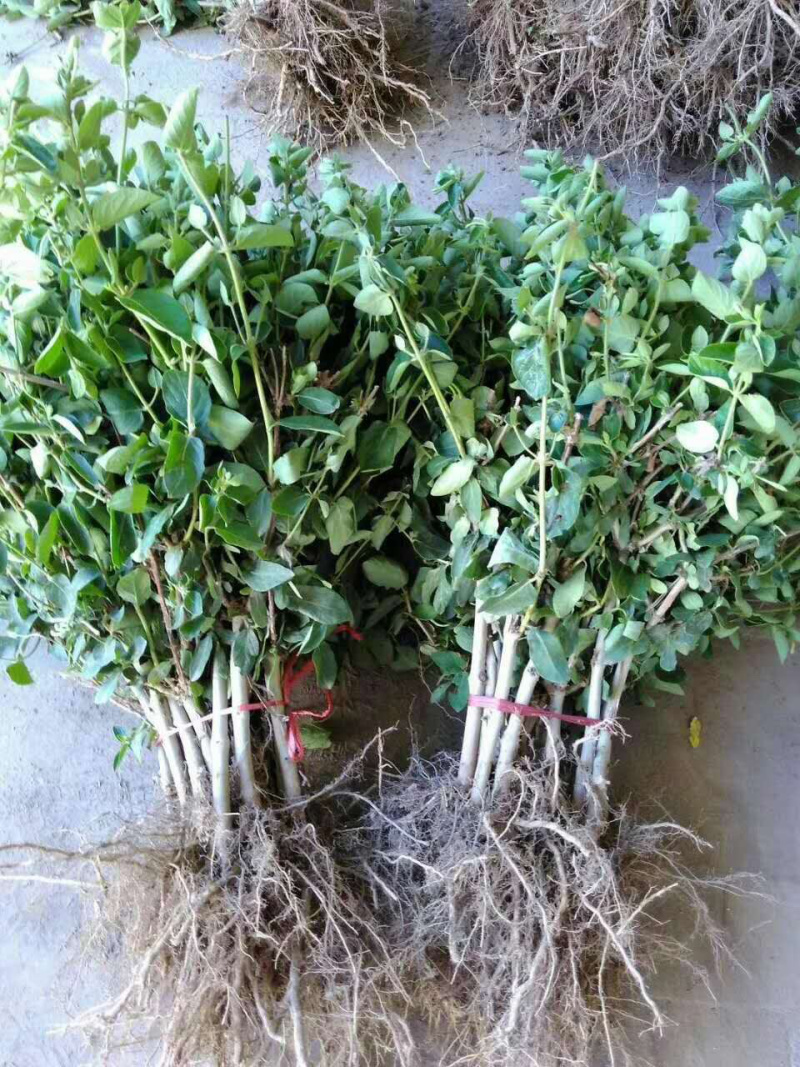大量出售金银花苗