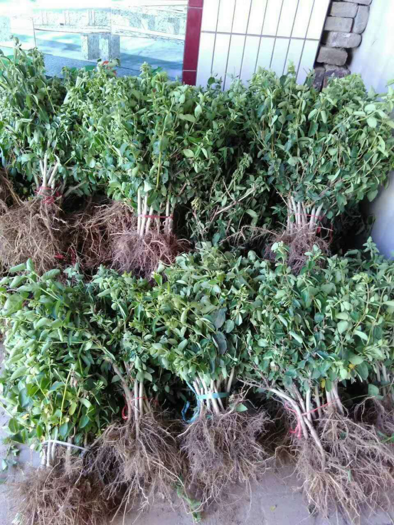 大量出售金银花苗