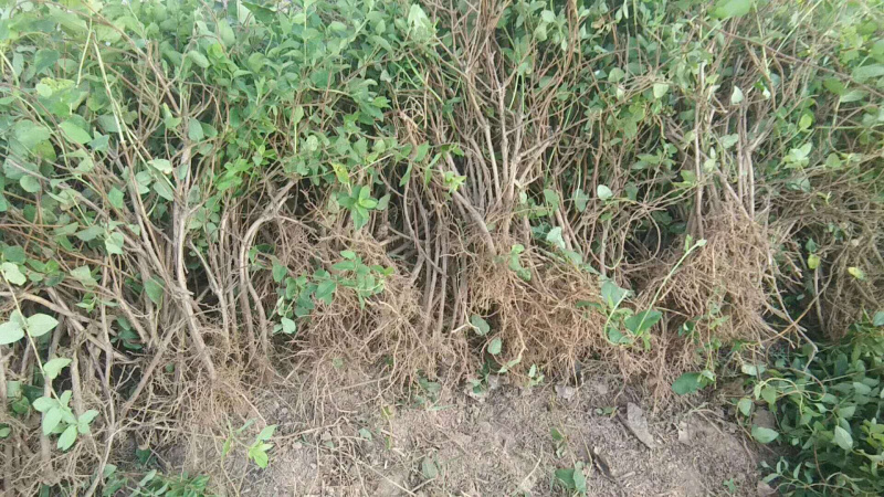 大量出售金银花苗