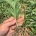 三叉白芨两年驯化大种苗量大价格优惠提供全方位保障