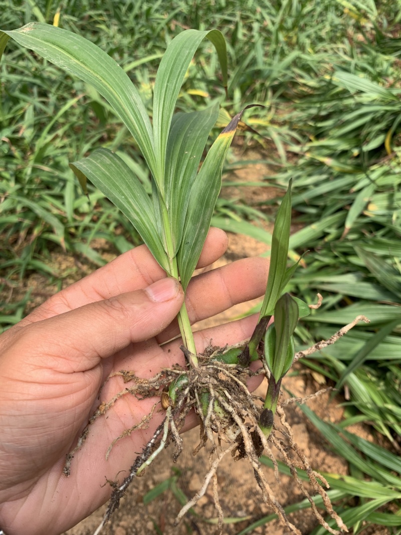 三叉白芨两年驯化大种苗量大价格优惠提供全方位保障
