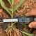 三叉白芨两年驯化大种苗量大价格优惠提供全方位保障