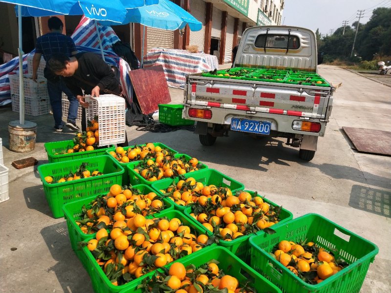 橙子爱媛果冻橙优质高次果