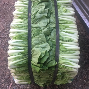 长期批发小白菜，飘儿白