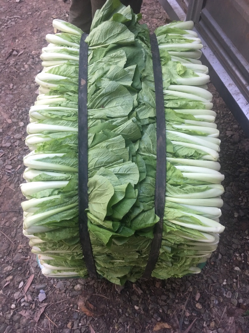 长期批发小白菜，飘儿白