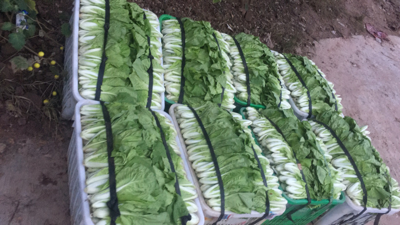 长期批发小白菜，飘儿白