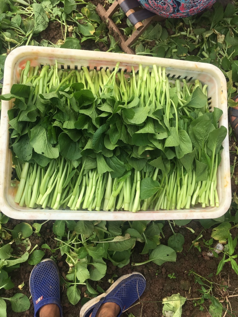 长期批发小白菜，飘儿白