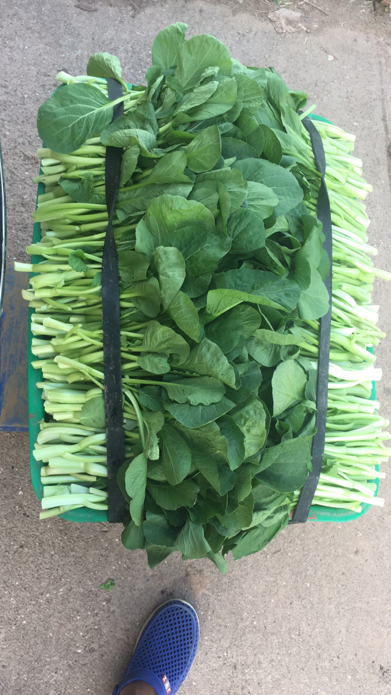 长期批发小白菜，飘儿白