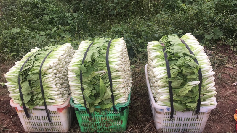 长期批发小白菜，飘儿白