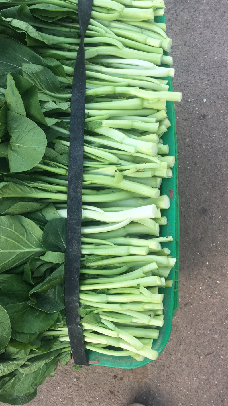 长期批发小白菜，飘儿白