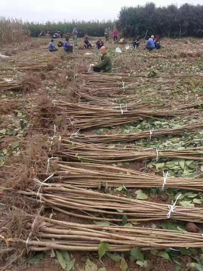 樱桃树樱桃树苗美早车厘子南方北方种植盆栽地栽乔