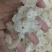 爆米花雪燕