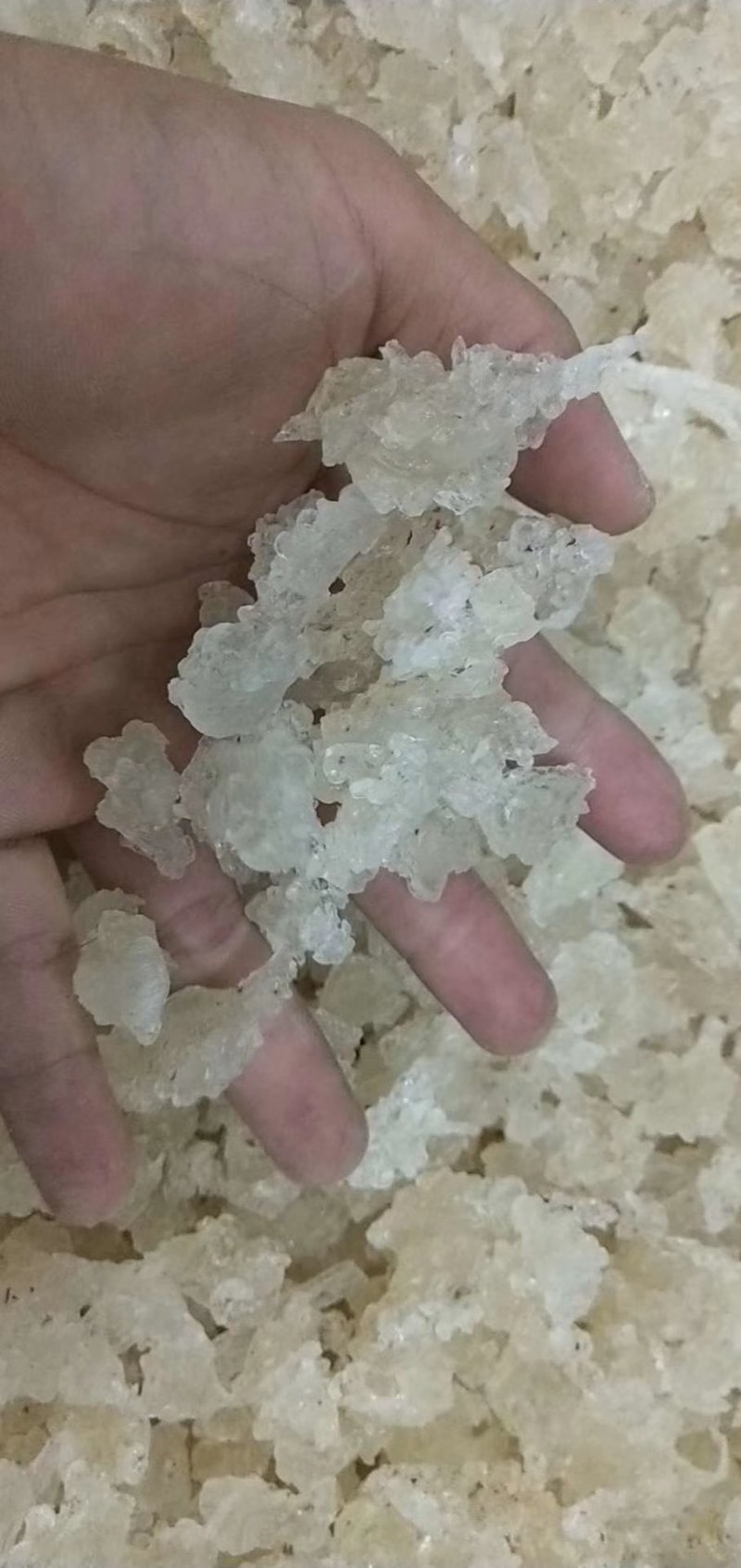 爆米花雪燕