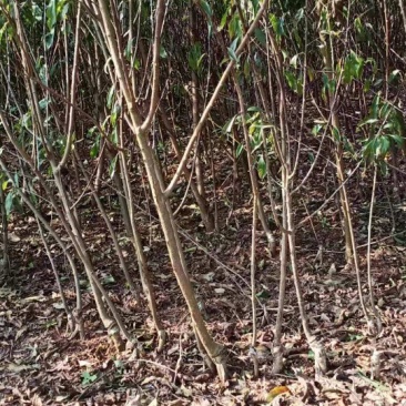 茵红李子苗（半边红李子苗）基地一手货源，品种保证