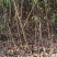 茵红李子苗（半边红李子苗）基地一手货源，品种保证