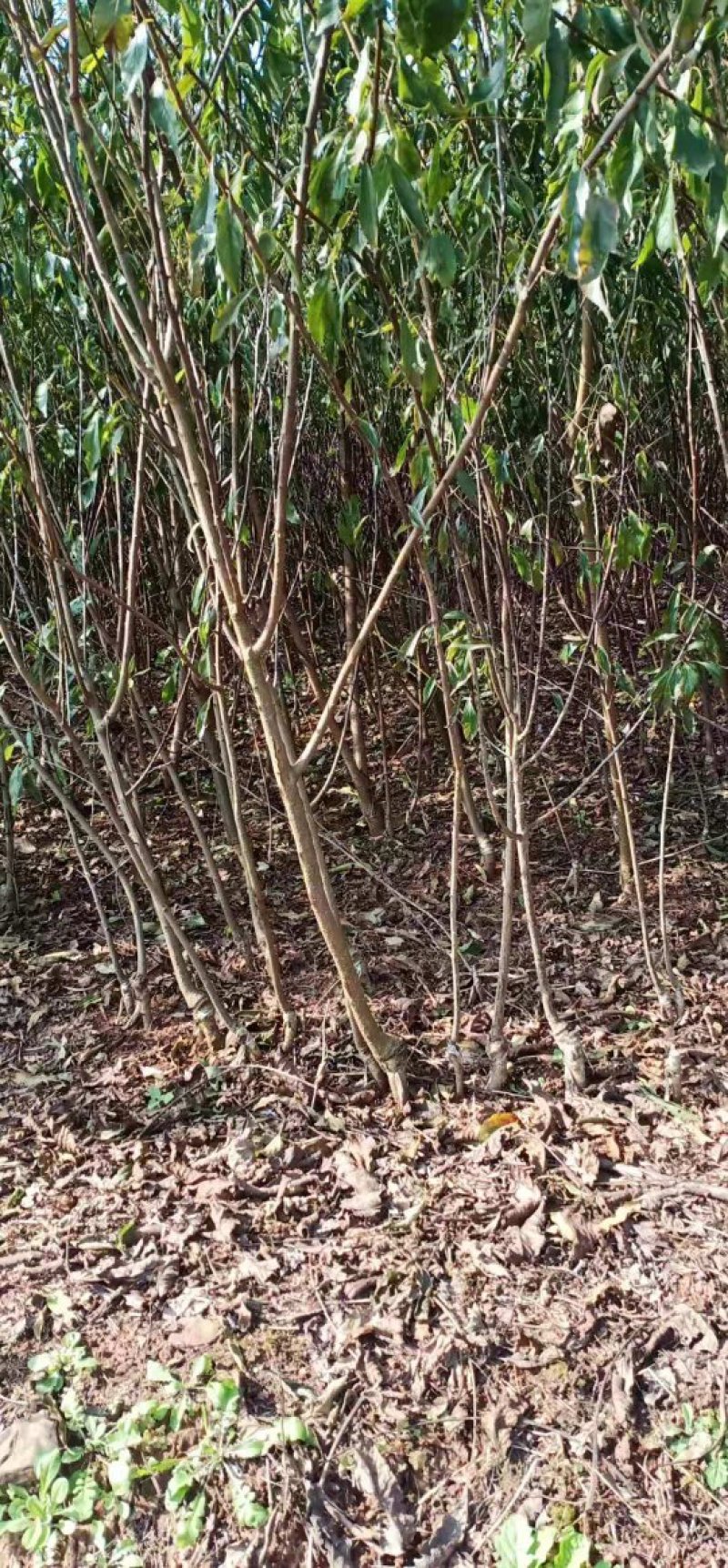 茵红李子苗（半边红李子苗）基地一手货源，品种保证