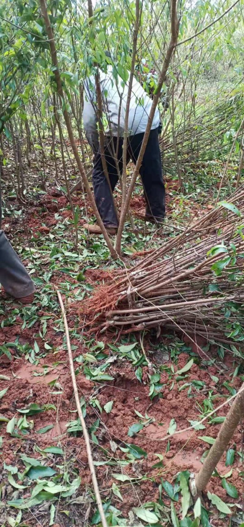 茵红李子苗（半边红李子苗）基地一手货源，品种保证