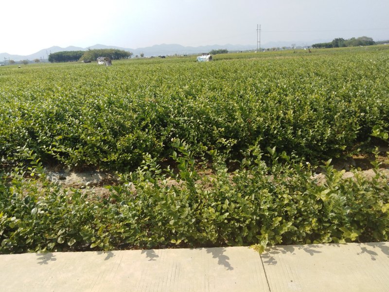 广西横县茉莉花地栽苗，一年两年三年四年生苗