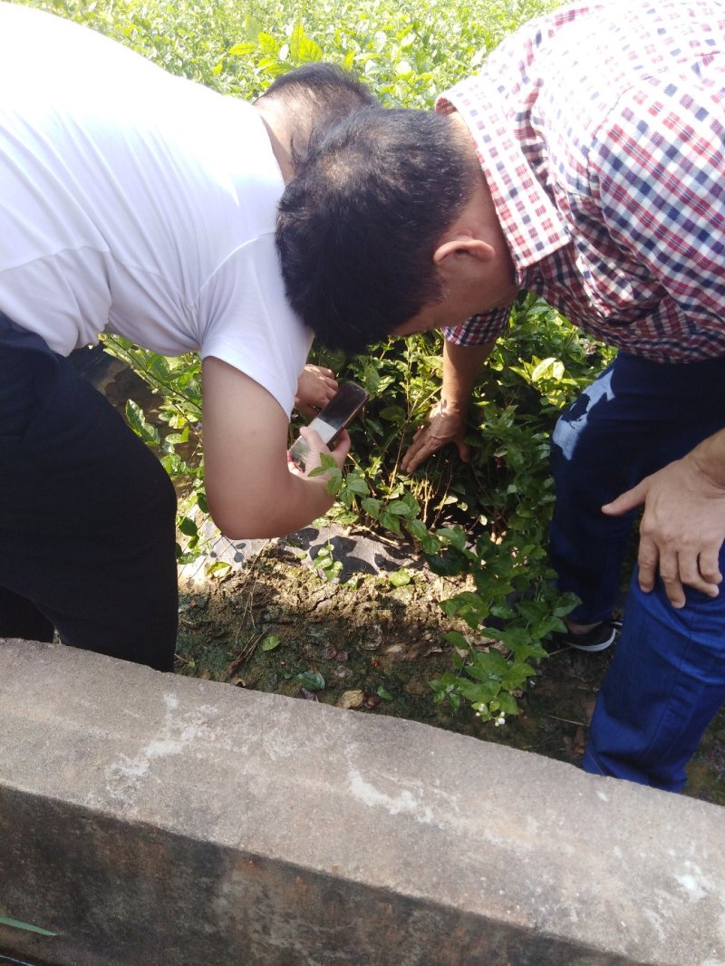 广西横县茉莉花地栽苗，一年两年三年四年生苗