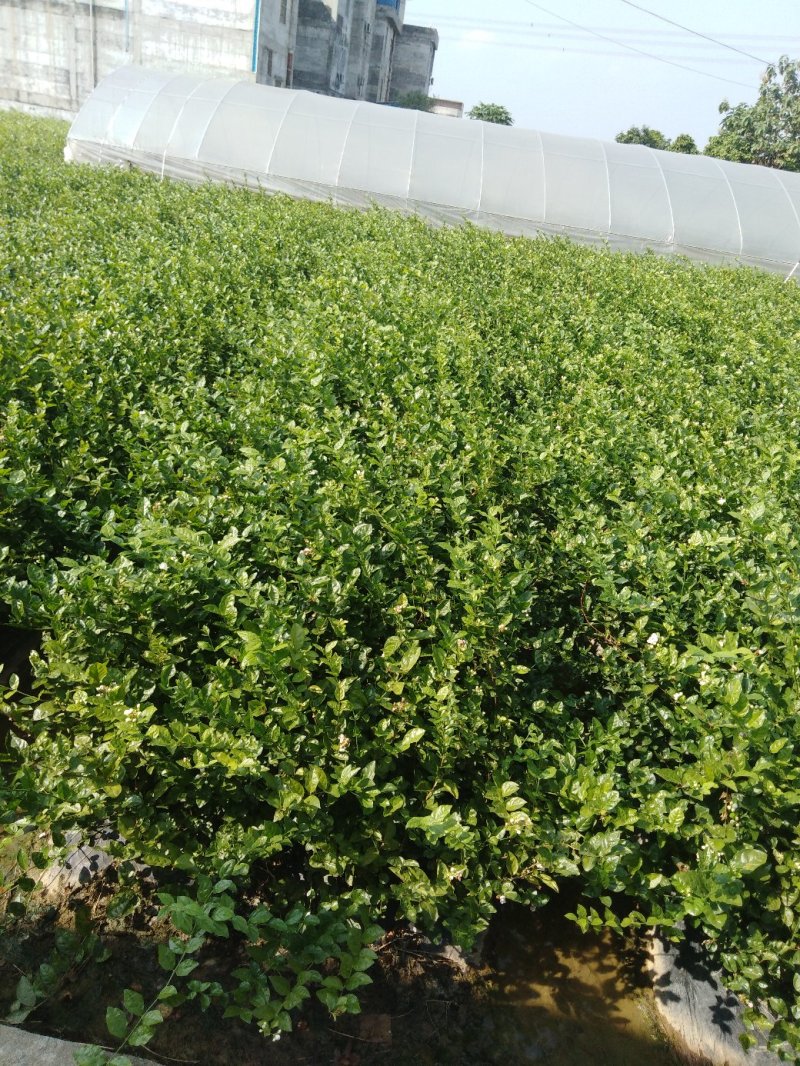 广西横县茉莉花地栽苗，一年两年三年四年生苗