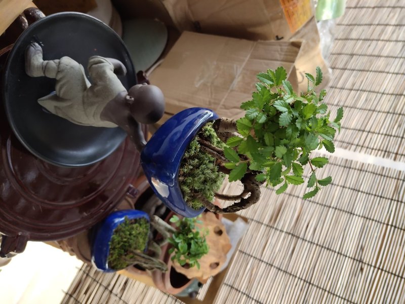 榆树小盆栽