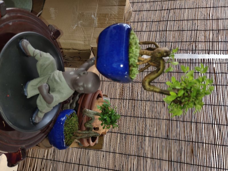 榆树小盆栽