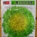 黄心花叶苦苣种子蔬菜沙拉炒食或凉拌口感脆爽四季种植