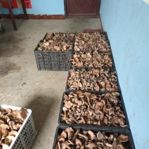 野生菌
