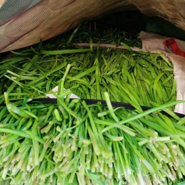 芜湖新鲜韭菜大量上市