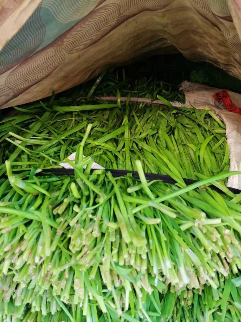 芜湖新鲜韭菜大量上市
