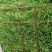 芜湖新鲜韭菜大量上市