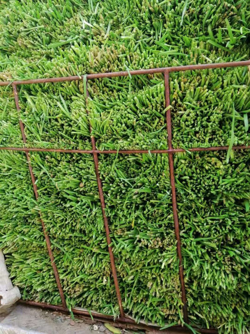 芜湖新鲜韭菜大量上市