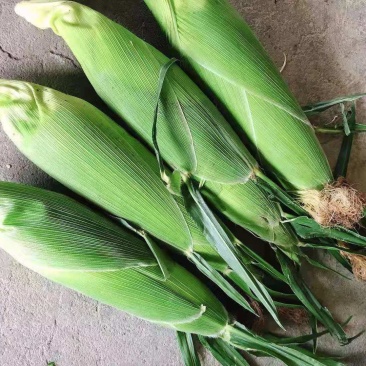 新鲜玉米花玉米大量上市
