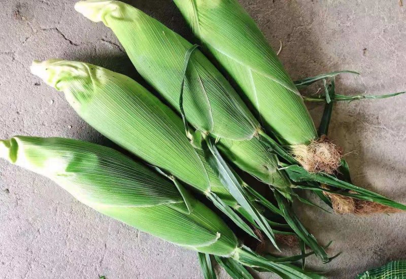 新鲜玉米花玉米大量上市