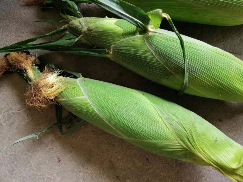 新鲜玉米花玉米大量上市