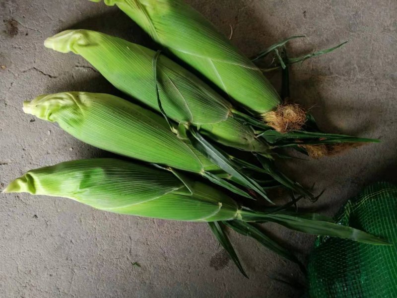新鲜玉米花玉米大量上市