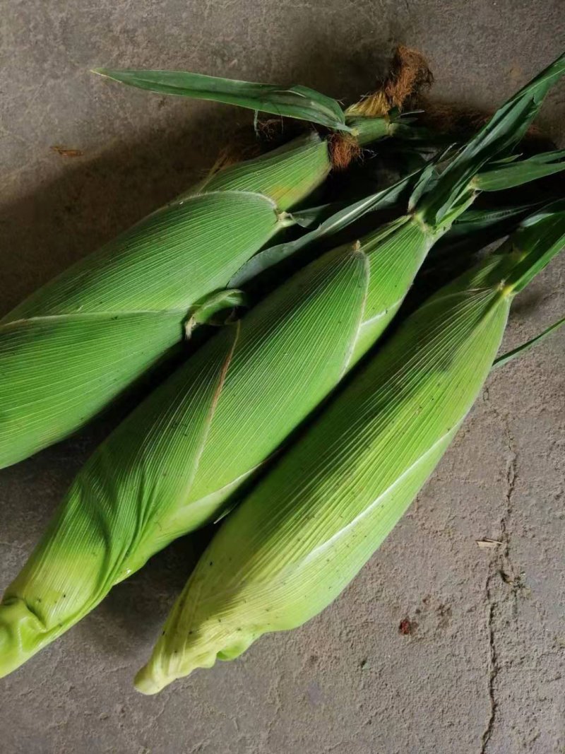 新鲜玉米花玉米大量上市