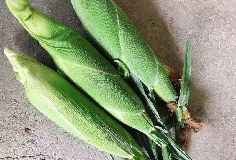 新鲜玉米花玉米大量上市