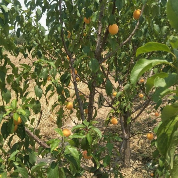 运城李子苗一手货源基地直发质量保障可视频看货欢迎电话联系