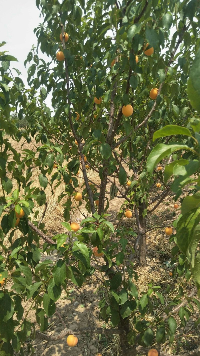 运城李子苗一手货源基地直发质量保障可视频看货欢迎电话联系