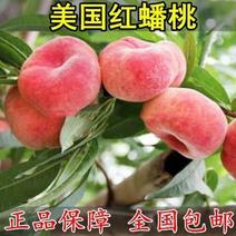 桃树苗美国红蟠桃稀有优质嫁苗，保证品种基地直销