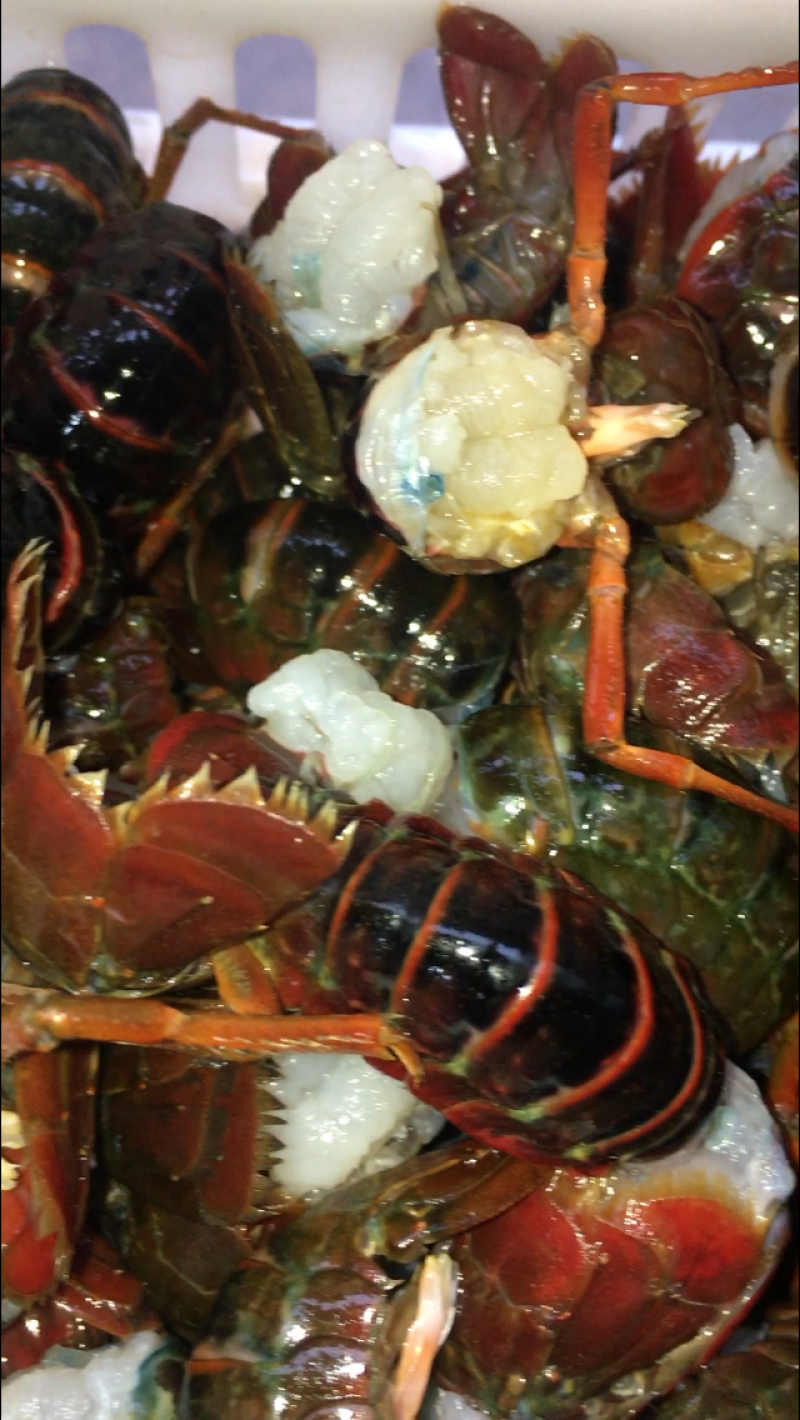 生鲜活虾尾